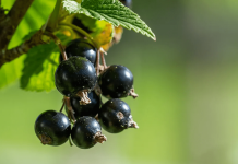 Cand se planteaza coacazul?