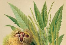 Cum se cultiva castanii?