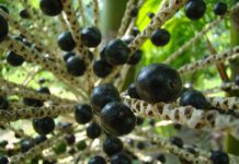Fructe de acai: beneficii si contraindicatii